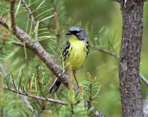 Dendroica: Kirtland's Warbler (Dendroica kirtlandi)