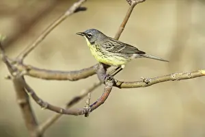 Parulidae: Kirtland's Warbler (Dendroica kirtlandii)
