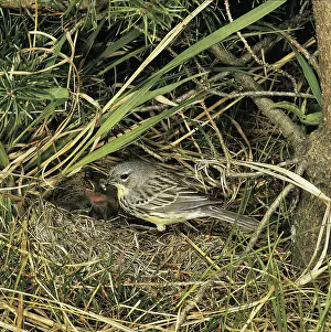 Parulidae: Kirtland's Warbler at nest