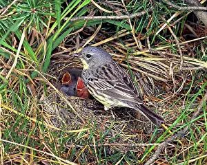 Parasitism: Kirtland's Warblers (Dendroica kirtlandi)