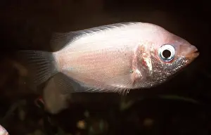 Gourami: KISSING GOURAMI FISH