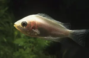 Thin: Kissing gourami suffering from tuberculosis