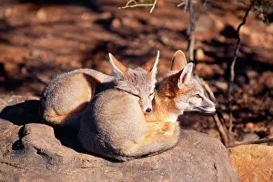 Macrotis: Kit FOX - two