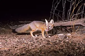 Macrotis: KIT FOX