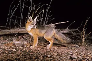 Macrotis: KIT FOX