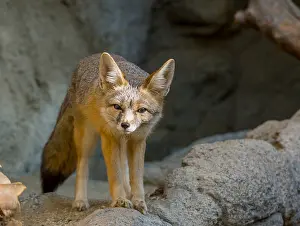 Found: Kit fox (Vulpes macrotis). Small desert fox found