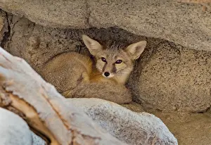 Pat And Tom Leeson (new Material): Kit fox (Vulpes macrotis) tucked into cleft of rock