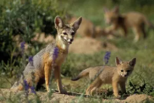 Macrotis: Kit Fox - with young