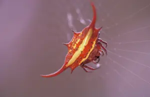 Cobwebs: Kite spider - In web