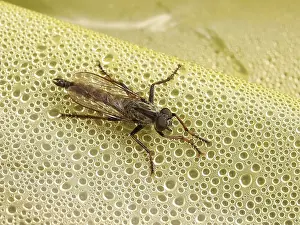 Plastic: Kite-tailed Robberfly (Machimus atricapillus) s