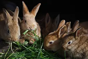Contacts: Kits eating fresh grass Manche