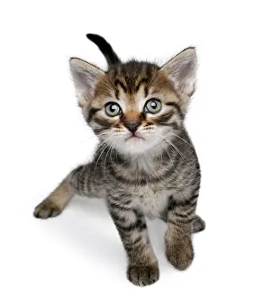 Viewed: Kitten