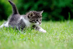 Creeps: Kitten