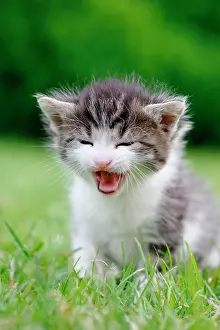 Blurriness: Kitten