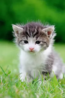 Inquisitive: Kitten