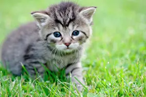 Blurriness: Kitten
