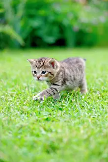 Inquisitive: Kitten