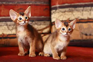 Contacts: Two Kitten Abyssinian sitting in the sofa France