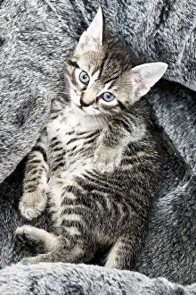 Baskets: Kitten in a basket, 5 weeks old