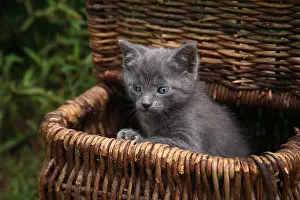 Trugs: Kitten in a basket put in a garden