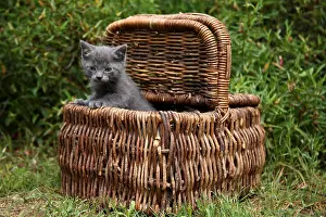 Trugs: Kitten in a basket put in a garden