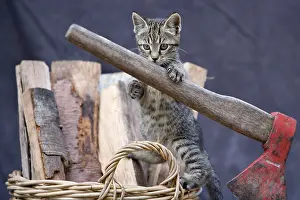 Fuels: Kitten on basket and hatchet in Oberbruck Alsace France