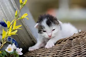 Trugs: Kitten black and white wicker basket and flowers France