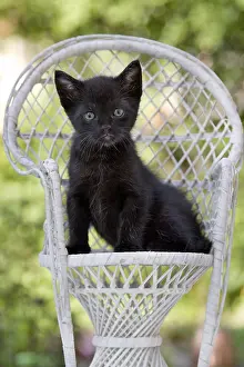 Wicker: Kitten black on a white wicker chair in France