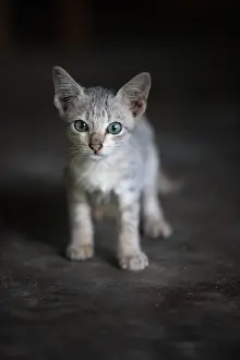 Unsharp: Kitten with blue eyes in Burma