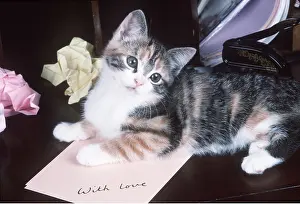 Thoughtful: KITTEN - on bureau