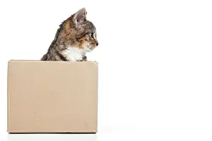 Container: Kitten in a cardboard box Junge Katze in einem Pappkarton