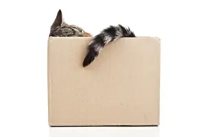Container: Kitten in a cardboard box Junge Katze in einem Pappkarton
