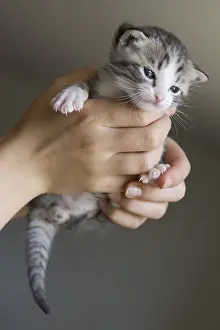 Catkin: Kitten carried by the hands of child