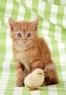 Easter: Kitten with chick