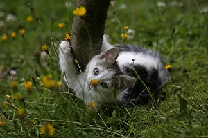 Scratches: Kitten being claws Manche France