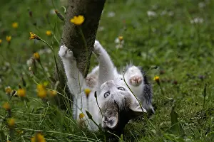 Scratches: Kitten being claws Manche France