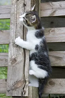 Piles: Kitten climbing a picket Niederbruck France