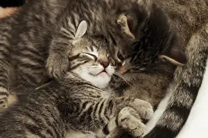 Napping: Kitten cuddling with mother cat