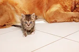 Speaking: Kitten and dog lying in a house - France