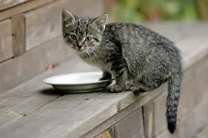 Saucer: Kitten - drinking / eating from saucer on doorstep