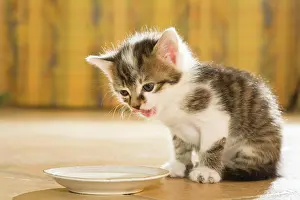 Bowl: Kitten drinking milk from a saucer