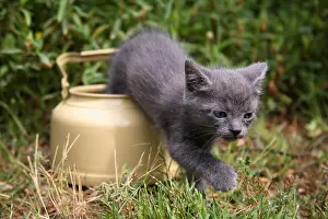 Sculptures: Kitten emerging from a pot in a garden