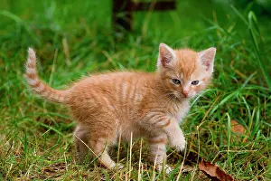 Inquisitive: Kitten exploring the environment, Germany, Europe