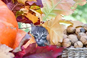 Aliments: Kitten and fall foliage between Squash and Walnuts France