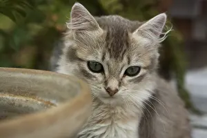 Hotpots: Kitten behind a flower pot on a garden terrace