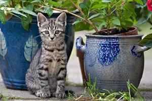 Tools: Kitten and flowerpots in Oberbruck Alsace France