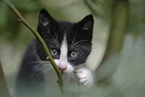 Ordinary: Kitten in garden Normandy France