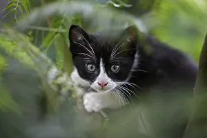 Ordinary: Kitten in garden Normandy France