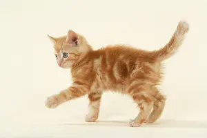 Torties: KITTEN. ( ginger )