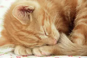 Sleeping: KITTEN. ( ginger )